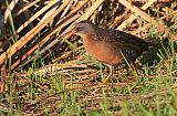 Virginia Rail