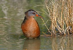 Virginia Rail