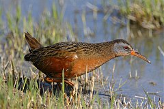 Virginia Rail