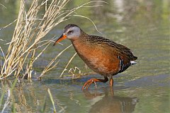 Virginia Rail