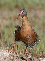 Virginia Rail