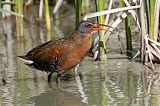 Virginia Rail