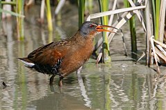 Virginia Rail