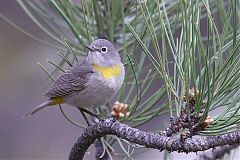 Virginia's Warbler