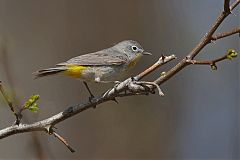 Virginia's Warbler