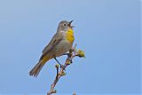 Virginia's Warbler