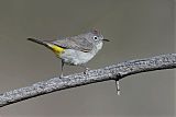 Virginia's Warbler