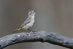 Virginia's Warbler