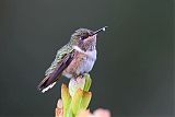 Volcano Hummingbirdborder=