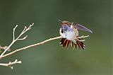 Volcano Hummingbirdborder=