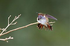 Volcano Hummingbird