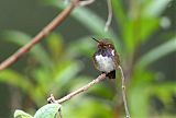 Volcano Hummingbird