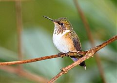 Volcano Hummingbird