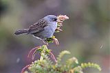 Volcano Juncoborder=