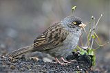 Volcano Junco