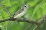 Warbling Vireo