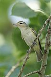 Warbling Vireo