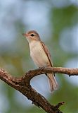 Warbling Vireo