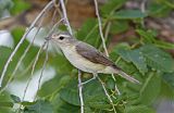 Warbling Vireo