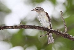 Warbling Vireo