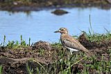 Water Thick-knee