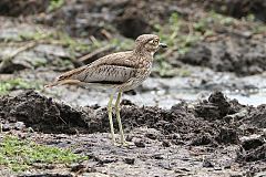 Water Thick-knee