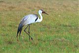 Wattled Craneborder=