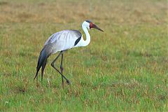 Wattled Crane