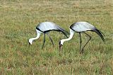 Wattled Craneborder=