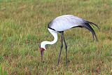 Wattled Craneborder=