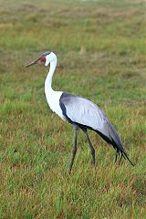 Wattled Crane