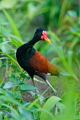 Wattled Jacana