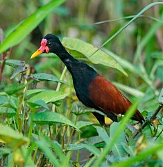 Wattled Jacana