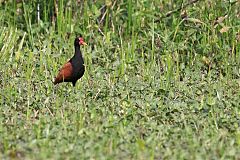 Wattled Jacana