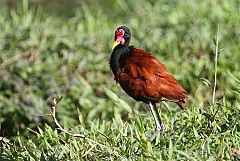 Wattled Jacana