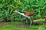 Wattled Jacana