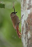 Wedge-billed Woodcreeper