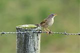 Wedge-tailed Grass-Finch