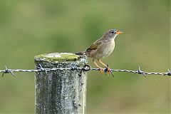 Wedge-tailed Grass-Finch