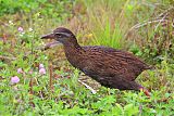 Weka