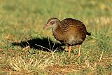 Weka