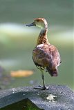 West Indian Whistling-Duckborder=
