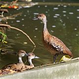 West Indian Whistling-Duckborder=