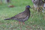 West Peruvian Dove