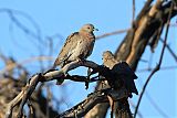 West Peruvian Dove