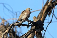 West Peruvian Dove