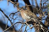 West Peruvian Dove