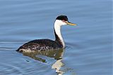 Western Grebe