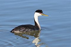Western Grebe