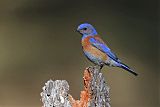 Western Bluebird